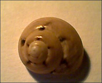 Gibbula da determinare